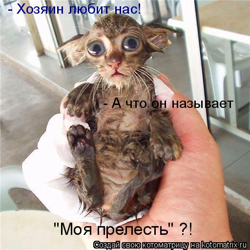 Котоматрица: - Хозяин любит нас! - А что он называет  "Моя прелесть" ?!