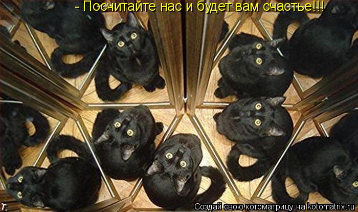 Котоматрица: - Посчитайте нас и будет вам счастье!!!