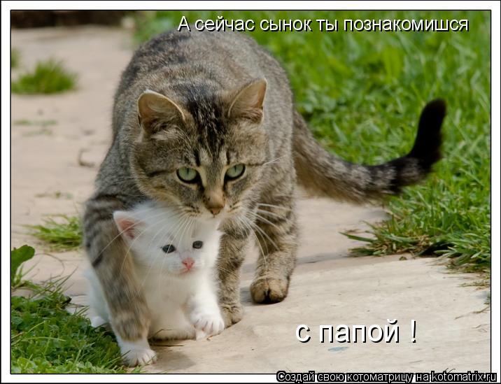 А сейчас сынок ты познакомишся с папой !... Котоматрица: А сейчас сынок ты познакомишся с папой !