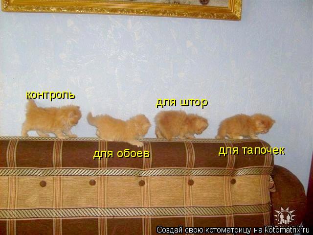 для тапочек для штор для обоев контроль... Котоматрица: для тапочек для штор для обоев контроль