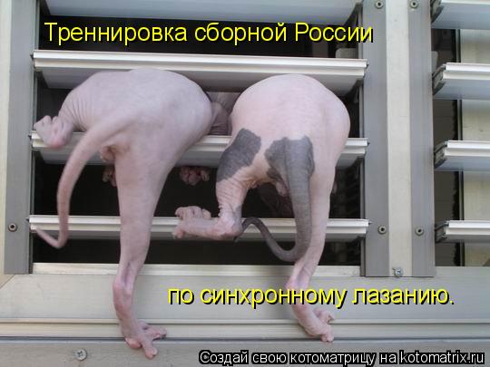 Треннировка сборной России по синхронному лазанию.... Котоматрица: Треннировка сборной России по синхронному лазанию.