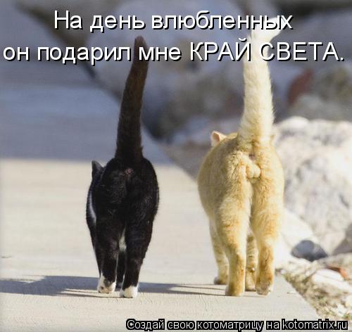На день влюбленных он подарил мне КРАЙ СВЕТА.... Котоматрица: На день влюбленных он подарил мне КРАЙ СВЕТА.