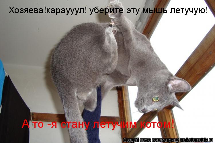 Хозяева!караууул! уберите эту мышь летучую! А то -я стану летучим котом!... Котоматрица: Хозяева!караууул! уберите эту мышь летучую! А то -я стану летучим котом!