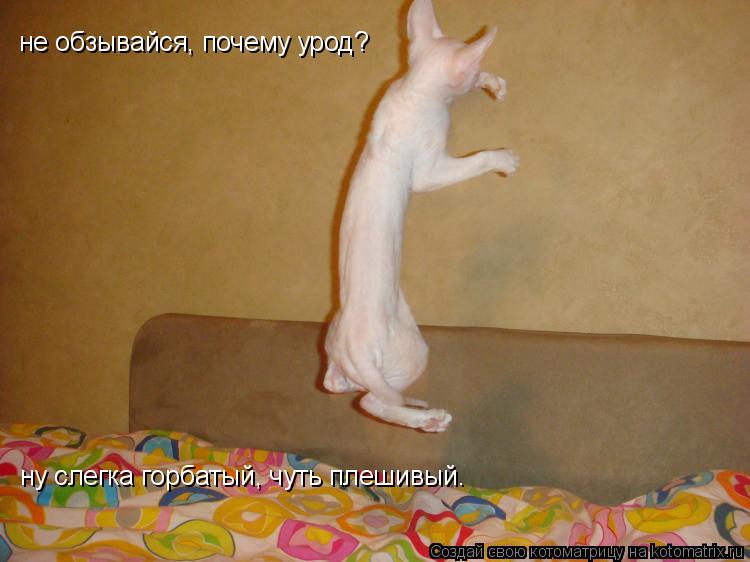 не обзывайся, почему урод? ну слегка горбатый, чуть плешивый…... Котоматрица: не обзывайся, почему урод? ну слегка горбатый, чуть плешивый…