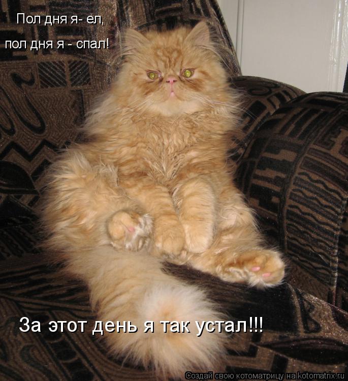 Пол дня я- ел, Пол дня я- ел, пол дня я - спал! За этот день я так устал!!!... Котоматрица: Пол дня я- ел, Пол дня я- ел, пол дня я - спал! За этот день я так устал!!!