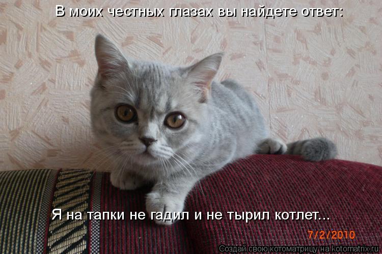 В моих честных глазах вы найдете ответ: Я на тапки не гадил и не тырил котлет...... Котоматрица: В моих честных глазах вы найдете ответ: Я на тапки не гадил и не тырил котлет...