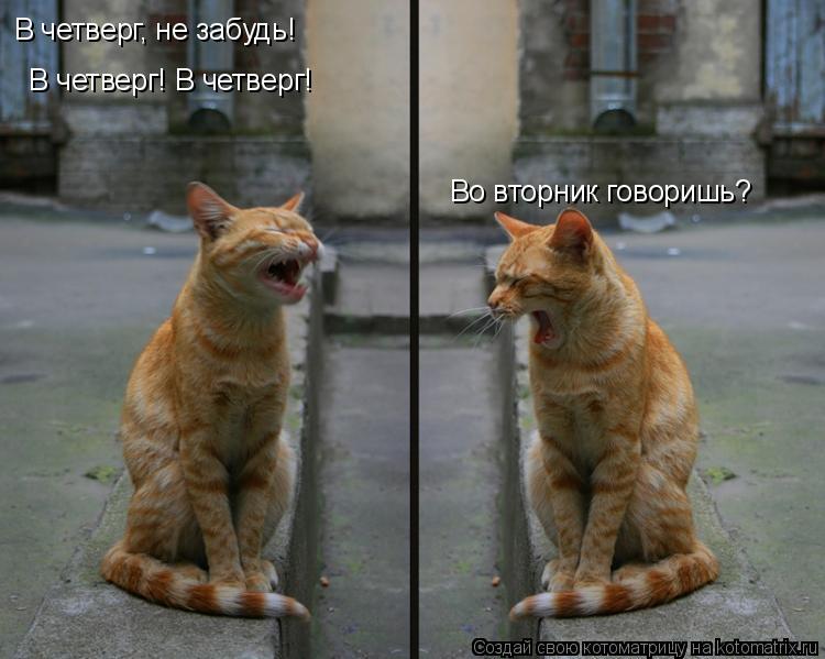 В четверг, не забудь! В четверг! В четверг! Во вторник говоришь?... Котоматрица: В четверг, не забудь! В четверг! В четверг! Во вторник говоришь?