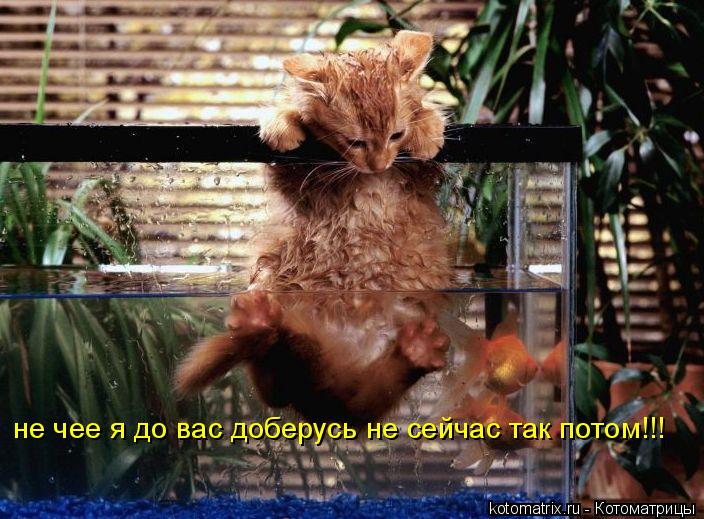не чее я до вас доберусь не сейчас так потом!!!... Котоматрица: не чее я до вас доберусь не сейчас так потом!!!