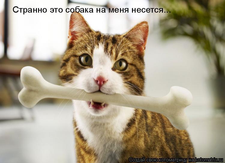 Странно это собака на меня несется...... Котоматрица: Странно это собака на меня несется...