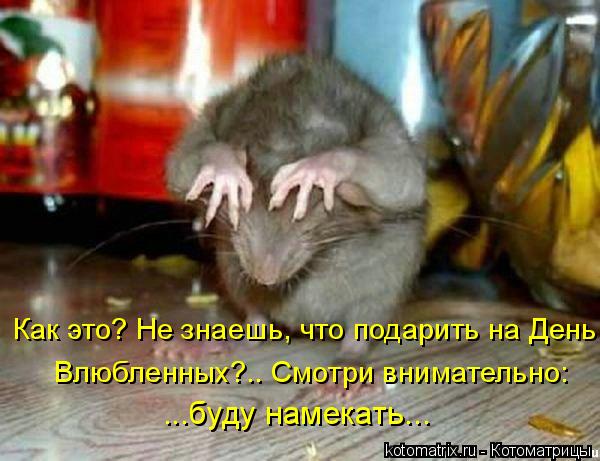 Как это? Не знаешь, что подарить на День Влюбленных?.. Смотри внимательно: ...буду намекать...... Котоматрица: Как это? Не знаешь, что подарить на День Влюбленных?.. Смотри внимательно: ...буду намекать...