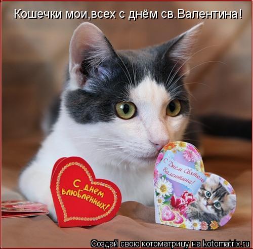 Кошечки мои,всех с днём св.Валентина!... Котоматрица: Кошечки мои,всех с днём св.Валентина!