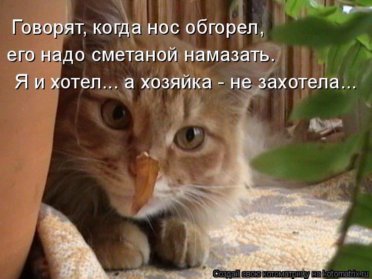 Говорят, когда нос обгорел, его надо сметаной намазать. Я и хотел... а хозяйка - не захотела...... Котоматрица: Говорят, когда нос обгорел, его надо сметаной намазать. Я и хотел... а хозяйка - не захотела...