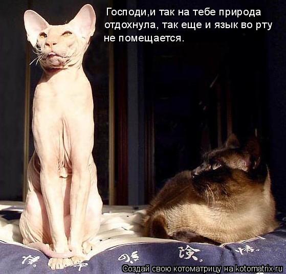 Господи,и так на тебе природа отдохнула, так еще и язык во рту не помещается.... Котоматрица: Господи,и так на тебе природа отдохнула, так еще и язык во рту не помещается.