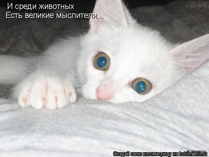 И среди животных Есть великие мыслители...... Котоматрица: И среди животных Есть великие мыслители...