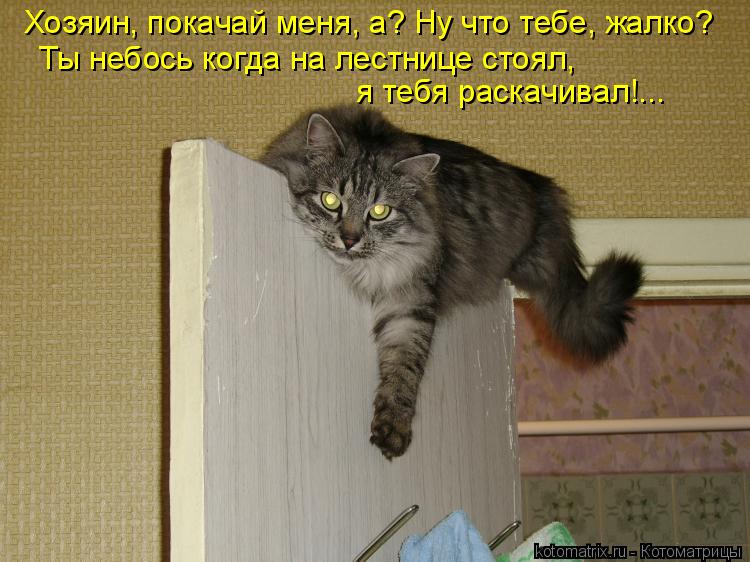 Котоматрица: Хозяин, покачай меня, а? Ну что тебе, жалко?  Ты небось когда на лестнице стоял, я тебя раскачивал!...