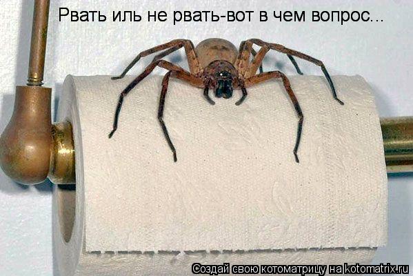 Рвать иль не рвать-вот в чем вопрос... Рвать иль не рвать-вот в чем вопрос...... Котоматрица: Рвать иль не рвать-вот в чем вопрос... Рвать иль не рвать-вот в чем вопрос...