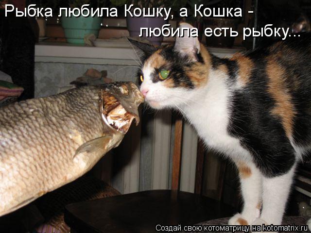 Рыбка любила Кошку, а Кошка - любила есть рыбку...... Котоматрица: Рыбка любила Кошку, а Кошка - любила есть рыбку...