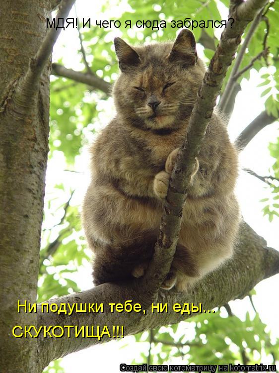 МДЯ! И чего я сюда забрался? Ни подушки тебе, ни еды... СКУКОТИЩА!!!... Котоматрица: МДЯ! И чего я сюда забрался? Ни подушки тебе, ни еды... СКУКОТИЩА!!!
