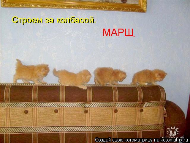 Строем за колбасой. МАРШ .... Котоматрица: Строем за колбасой. МАРШ .