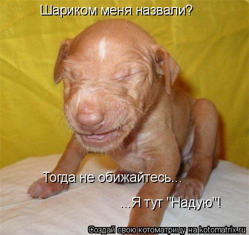 Шариком меня назвали? Тогда не обижайтесь... ...Я тут "Надую"!... Котоматрица: Шариком меня назвали? Тогда не обижайтесь... ...Я тут "Надую"!