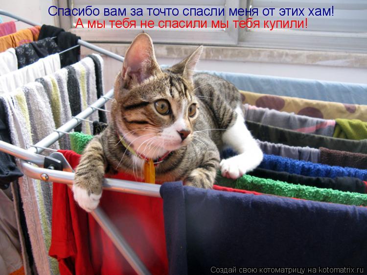 Спасибо вам за точто спасли меня от этих хам! А мы тебя не спасили мы тебя купили!... Котоматрица: Спасибо вам за точто спасли меня от этих хам! А мы тебя не спасили мы тебя купили!