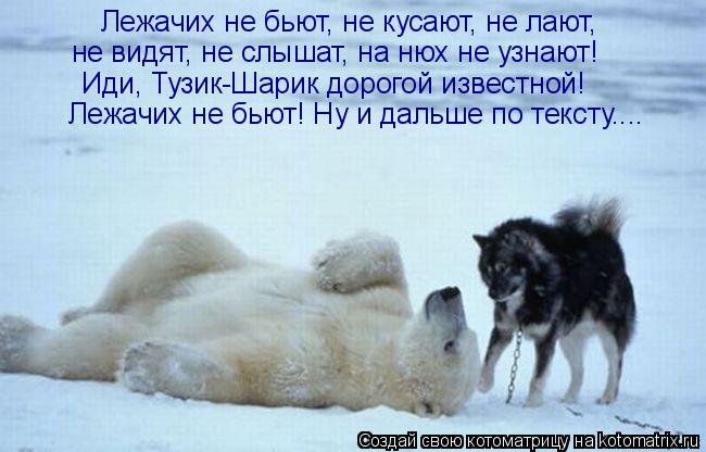 Котоматрица: Лежачих не бьют, не кусают, не лают,  не видят, не слышат, на нюх не узнают! Иди, Тузик-Шарик дорогой известной!  Лежачих не бьют! Ну и дальше по 