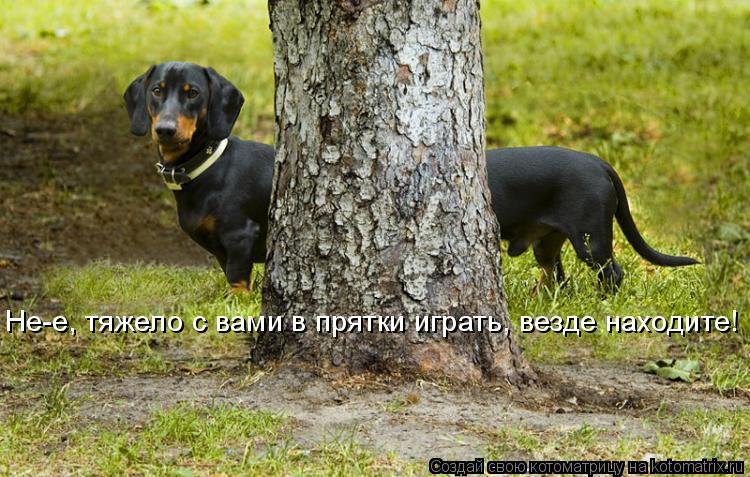 Не-е, тяжело с вами в прятки играть, везде находите!... Котоматрица: Не-е, тяжело с вами в прятки играть, везде находите!