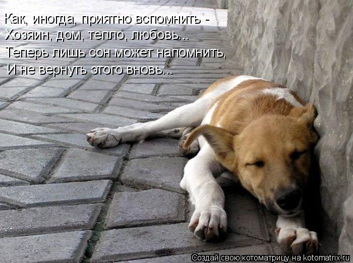 Как, иногда, приятно вспомнить - Хозяин, дом, тепло, любовь... Теперь лишь сон может напомнить, И не ... Котоматрица: Как, иногда, приятно вспомнить - Хозяин, дом, тепло, любовь... Теперь лишь сон может напомнить, И не вернуть этого вновь...