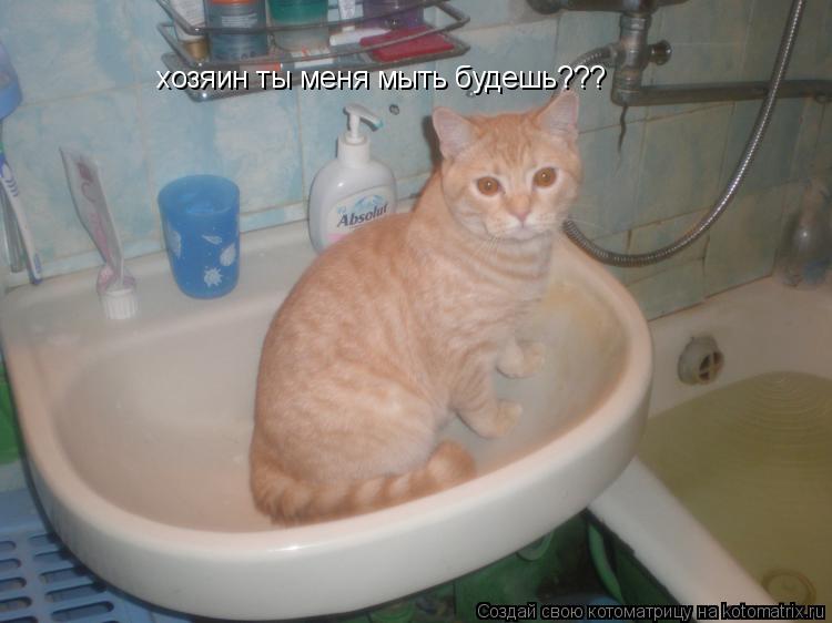 хозяин ты меня мыть будешь???... Котоматрица: хозяин ты меня мыть будешь???