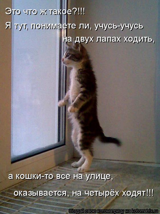 Котоматрица: Это что ж такое?!!!  Я тут, понимаете ли, учусь-учусь на двух лапах ходить, а кошки-то все на улице,  оказывается, на четырёх ходят!!!