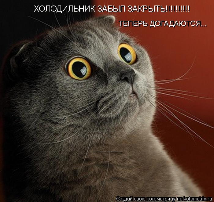 Котоматрица: ХОЛОДИЛЬНИК ЗАБЫЛ ЗАКРЫТЬ!!!!!!!!!! ТЕПЕРЬ ДОГАДАЮТСЯ...