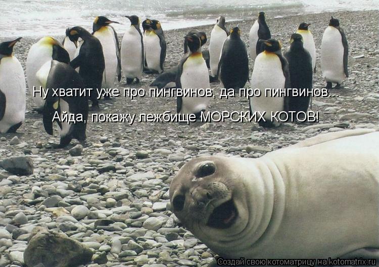 Ну хватит уже про пингвинов, да про пингвинов... Айда, покажу лежбище МОРСКИХ КОТОВ!... Котоматрица: Ну хватит уже про пингвинов, да про пингвинов... Айда, покажу лежбище МОРСКИХ КОТОВ!