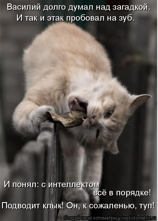 Котоматрица: Василий долго думал над загадкой. И так и этак пробовал на зуб. И понял: с интеллектом  всё в порядке! Подводит клык! Он, к сожаленью, туп!
