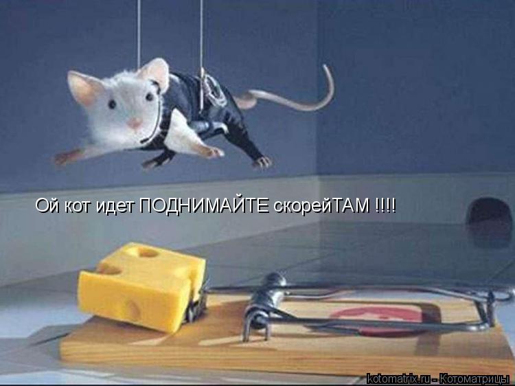 Ой кот идет ПОДНИМАЙТЕ скорейТАМ !!!!... Котоматрица: Ой кот идет ПОДНИМАЙТЕ скорейТАМ !!!!