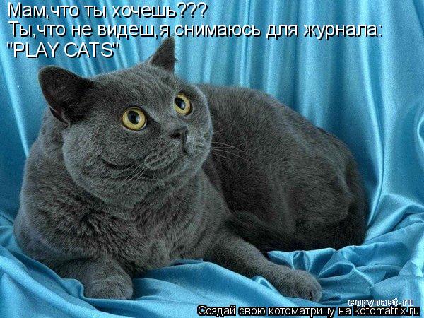 Мам,что ты хочешь??? Ты,что не видеш,я снимаюсь для журнала: "PLAY CATS"... Котоматрица: Мам,что ты хочешь??? Ты,что не видеш,я снимаюсь для журнала: "PLAY CATS"