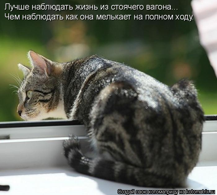 Лучше наблюдать жизнь из стоячего вагона... Чем наблюдать как она мелькает на полном ходу.... Котоматрица: Лучше наблюдать жизнь из стоячего вагона... Чем наблюдать как она мелькает на полном ходу.