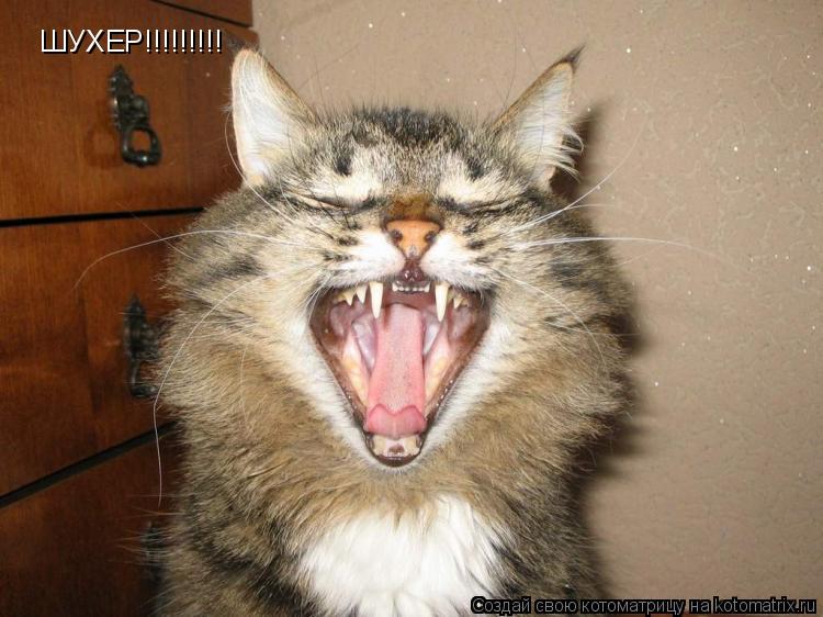 ШУХЕР!!!!!!!!!... Котоматрица: ШУХЕР!!!!!!!!!