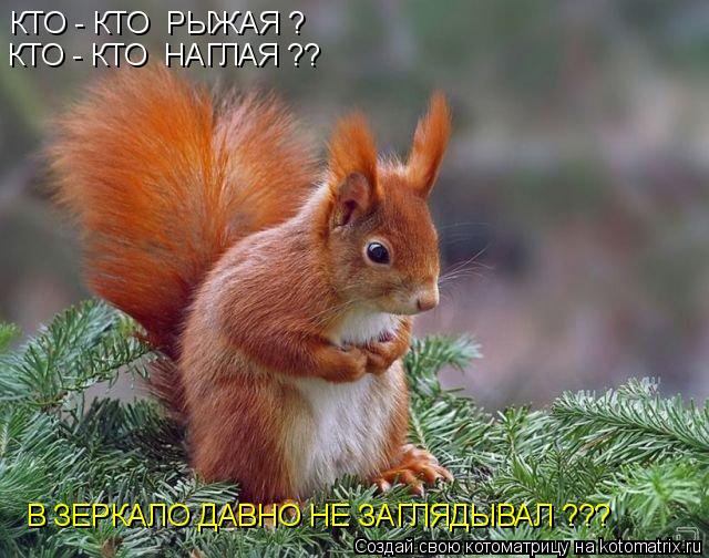 КТО - КТО РЫЖАЯ ? КТО - КТО НАГЛАЯ ?? В ЗЕРКАЛО ДАВНО НЕ ЗАГЛЯДЫВАЛ ???... Котоматрица: КТО - КТО РЫЖАЯ ? КТО - КТО НАГЛАЯ ?? В ЗЕРКАЛО ДАВНО НЕ ЗАГЛЯДЫВАЛ ???