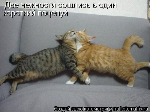 Две нежности сошлись в один короткий поцелуй... Котоматрица: Две нежности сошлись в один короткий поцелуй