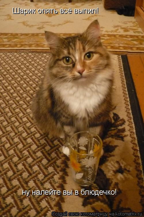 Шарик опять всё выпил! ну налейте вы в блюдечко!... Котоматрица: Шарик опять всё выпил! ну налейте вы в блюдечко!