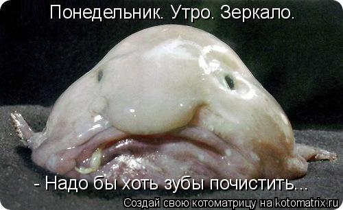 Понедельник. Утро. Зеркало. - Надо бы хоть зубы почистить...... Котоматрица: Понедельник. Утро. Зеркало. - Надо бы хоть зубы почистить...