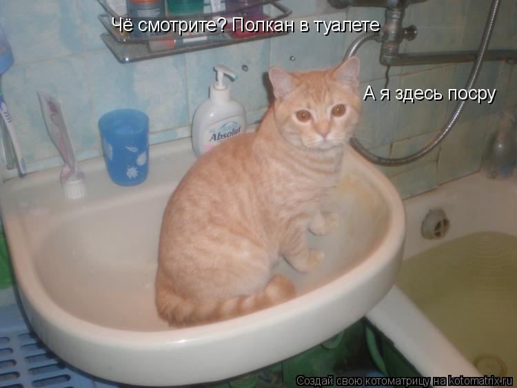 Чё смотрите? Полкан в туалете А я здесь посру... Котоматрица: Чё смотрите? Полкан в туалете А я здесь посру