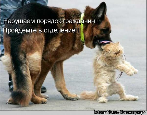 Нарушаем порядок гражданин!! Пройдемте в отделение!!... Котоматрица: Нарушаем порядок гражданин!! Пройдемте в отделение!!