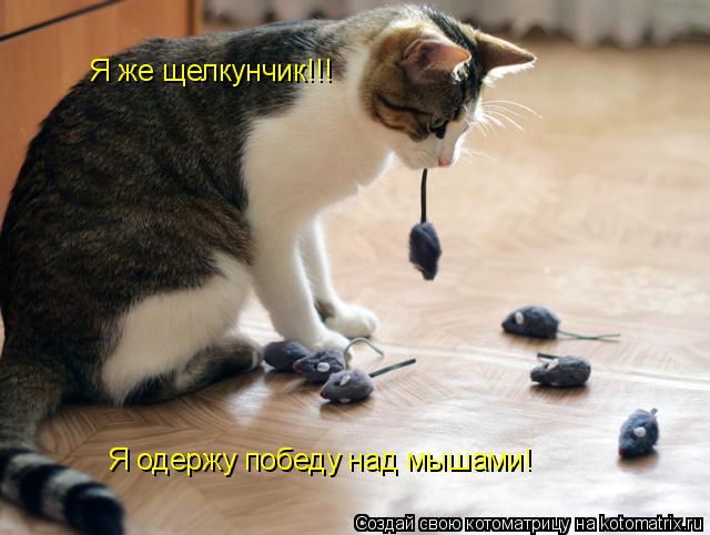 Я же щелкунчик!!! Я одержу победу над мышами!... Котоматрица: Я же щелкунчик!!! Я одержу победу над мышами!