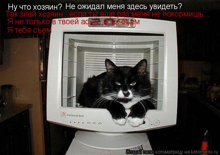 Ну что хозяин? Не ожидал меня здесь увидеть? Так знай хозяин...если ты еще раз меня не покормишь... Я... Котоматрица: Ну что хозяин? Не ожидал меня здесь увидеть? Так знай хозяин...если ты еще раз меня не покормишь... Я не только в твоей аське всех съем Я тебя съ