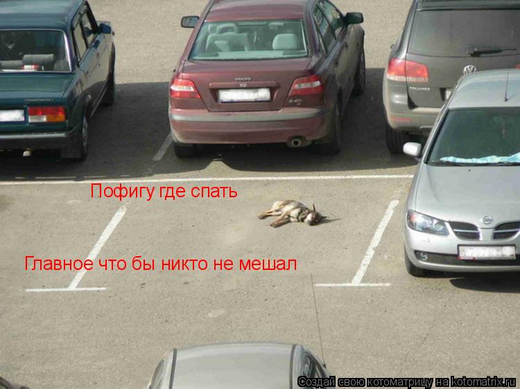 Пофигу где спать Главное что бы никто не мешал... Котоматрица: Пофигу где спать Главное что бы никто не мешал
