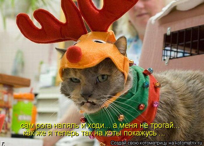 сам рога напяль и ходи... а меня не трогай... как же я теперь так на коты покажусь ...... Котоматрица: сам рога напяль и ходи... а меня не трогай... как же я теперь так на коты покажусь ...
