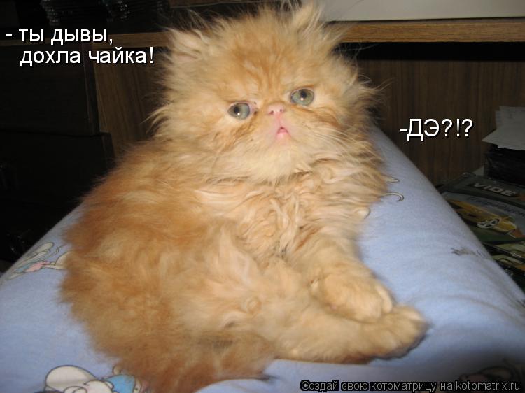 дохла чайка! -ДЭ?!? - ты дывы,... Котоматрица: дохла чайка! -ДЭ?!? - ты дывы,
