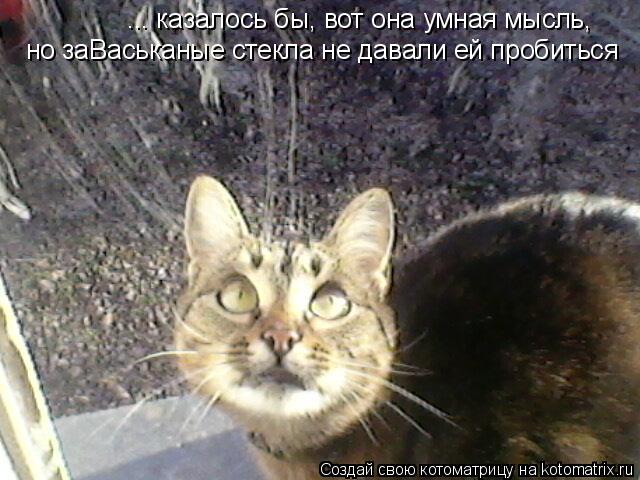 ... казалось бы, вот она умная мысль, но заВаськаные стекла не давали ей пробиться... Котоматрица: ... казалось бы, вот она умная мысль, но заВаськаные стекла не давали ей пробиться