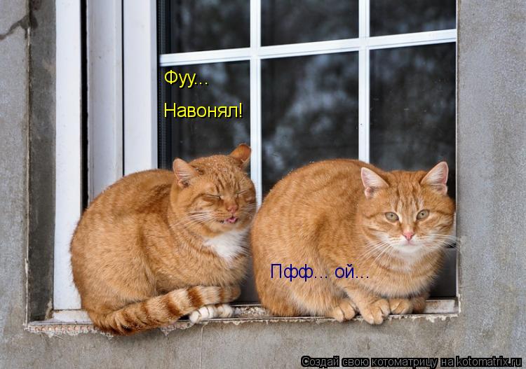 Пфф... ой... Фуу... Навонял!... Котоматрица: Пфф... ой... Фуу... Навонял!